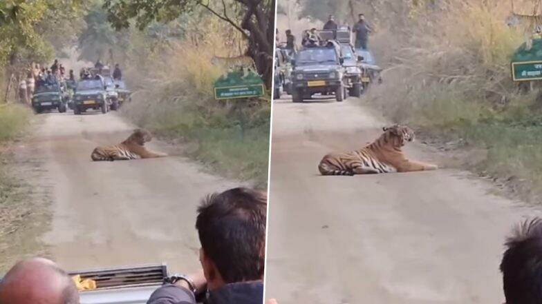 Uttar Pradesh: Majestic Tiger Sits on Safari Route for Hours at Pilibhit Tiger Reserve, Giving Unforgettable Experience to Tourists (Watch Video)