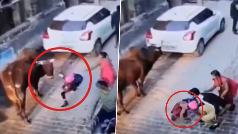 Bull Attack in Greater Noida: Girl On Her Way To School Attacked by Stray Cattle In Dadri, Terrifying Video Surfaces