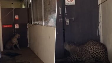 Leopard in Maharashtra: Big Cat Enters in Hospital in Nashik’s Nandurbar Taluka Region, Rescued by Forest Department (Watch Video)