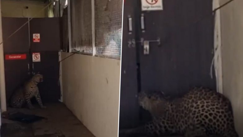 Leopard in Maharashtra: Big Cat Enters in Hospital in Nashik’s Nandurbar Taluka Region, Rescued by Forest Department (Watch Video)