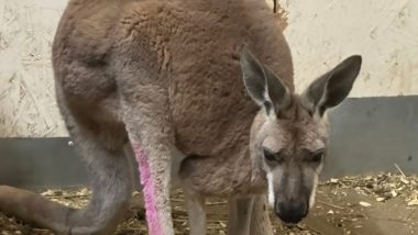 Canada: Kangaroo on The Run For Nearly Three Days Punches Police Officer in Face While Being Captured