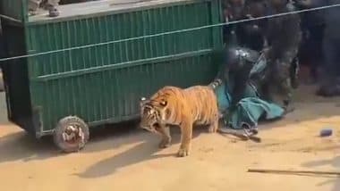 Tiger Rescued in Uttar Pradesh: Forest Officials Rescue Big Cat That Entered Farmer's House in Pilibhit (Watch Video)