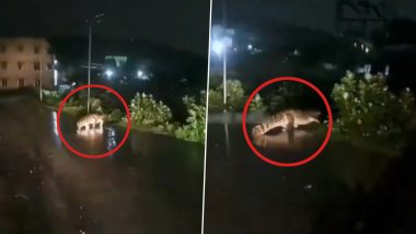 Crocodile Spotted in Tamil Nadu Video: Reptile Seen Crossing Road in Chennai As Cyclone Michaung Triggers Torrential Rains in City, Viral Clip Surfaces