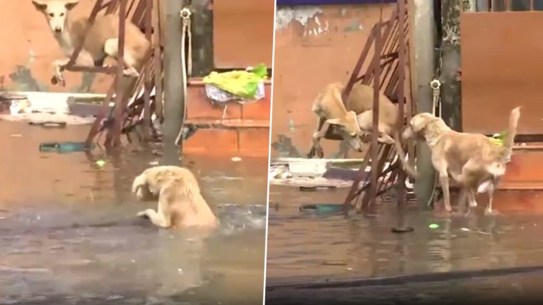 Tamil Nadu Rains: Dog Swims Through Flooded Street in Chennai To Seek Shelter After Heavy Rainfall Triggered by Cyclone Michaung Causes Waterlogging in Several Areas (Watch Video)