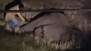 Odisha: Elephant Killed on NH-49 After Being Struck by Truck Near Kantabada (Watch Video)