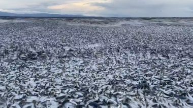 Japan: Thousands of Dead Fish Wash Up on Beach in Island Country's Northern Region (Watch Video)