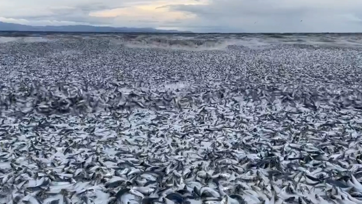 Japan: Thousands of Dead Fish Wash Up on Beach in Island Country's Northern Region (Watch Video) | ???? LatestLY