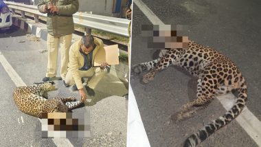 Delhi: Leopard Cub Found Dead on National Highway in Alipur; Accident Suspected (See Pics)