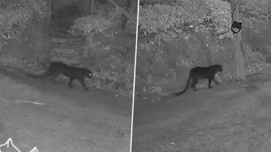 Black Leopard Spotted in Tamil Nadu: Big Cat Movement Near Nilgiris’ Kotagiri Scares Residents (Watch Video)