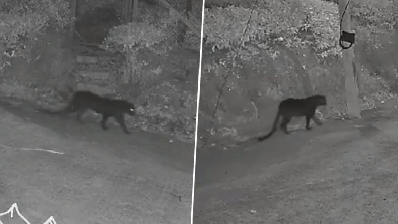 Black Leopard Spotted in Tamil Nadu: Big Cat Movement Near Nilgiris’ Kotagiri Scares Residents (Watch Video)