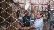 Himanta Biswa Sarma Feeds Milk to Giraffe Calf &lsquo;Parijat&rsquo; From Bottle at Assam Zoo (Watch Video)