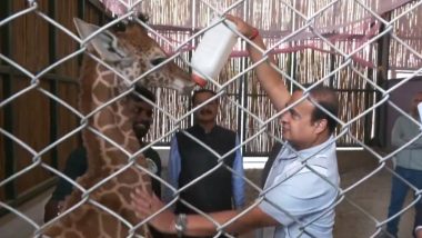 Himanta Biswa Sarma Feeds Milk to Giraffe Calf ‘Parijat’ From Bottle at Assam Zoo (Watch Video)