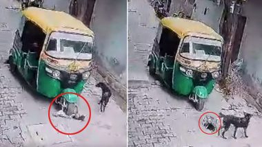Uttar Pradesh Shocker: Autorickshaw Driver Deliberately Crushes Puppies in Kanpur, Probe Launched As Disturbing Video Surfaces
