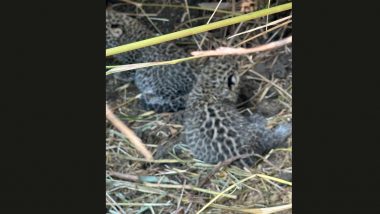 Leopard Cubs Spotted At Chikoo Farm in Mumbai's Dahanu, Locals Asked to Keep Away (See Pic)