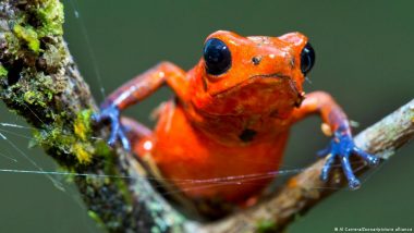 Brazil Proposes Global Scheme to Fund Intact Forests