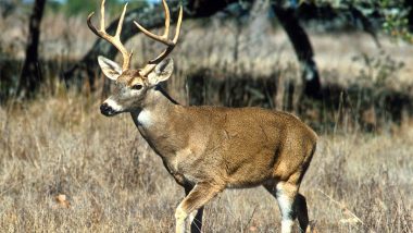 'Zombie Deer Disease' Fears: CWD Concerns Scientists Over Possible Transmission to Humans