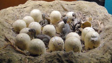 Dinosaur Eggs in Madhya Pradesh: Holy Stone Ball Worshipped by Family as 'Kuldevta' Turns Out to Be Fossilised Dino Egg
