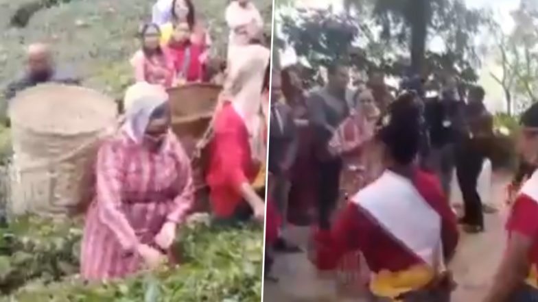 West Bengal CM Mamata Banerjee Plucks Tea Leaves Along With Workers at Makaibari Tea Estate in Kurseong (Watch Video)