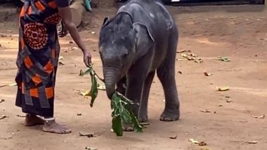 Kerala: Abandoned Elephant Calf Starts New Life in Palakkad Under Care of Veterinarian and Forest Guards (Watch Video)