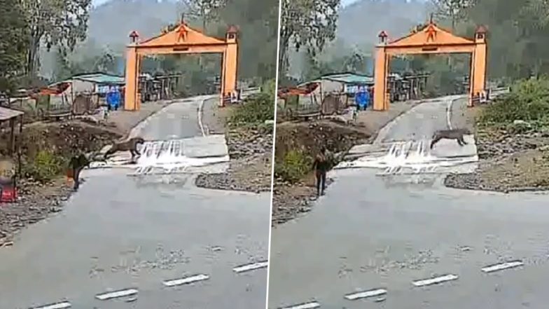 Man Escapes Being Attacked by Tiger as Big Cat Crosses Road Ignoring Him Near Jim Corbett National Park, Video Goes Viral