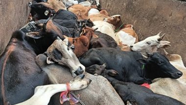 Assam: Police Foil Cattle Smuggling Bid, Recover 70 Cattle Heads From Two Trucks at Jorabat