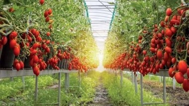 Business News | Taste the Difference - Red Gold Tomatoes from Europe