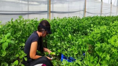 World News | Soldiers Mobilise to Battle Israeli Agriculture's 'Greatest Manpower Crisis'