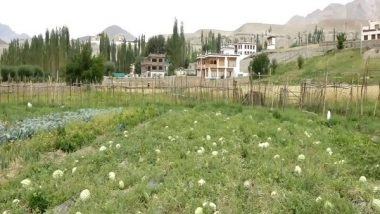 India News | Ladakh Introduced New Technology to Cultivate Vegetables in Harsh Conditions: MHA Informs Rajya Sabha