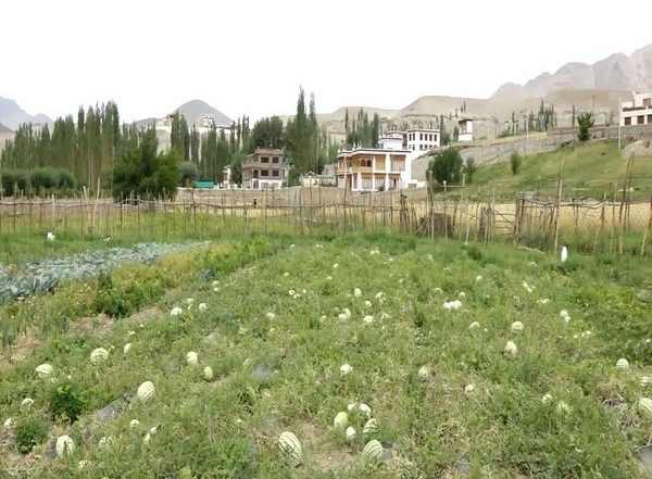India News | Ladakh Introduced New Technology to Cultivate Vegetables in Harsh Conditions: MHA Informs Rajya Sabha