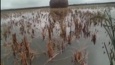 India News | Andhra Pradesh: Heavy Rain Due to Cyclone Michong Submerges Chilli Fields in Guntur