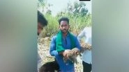 India News | 3 Leopard Cubs Found in Cane Field in Karnatak's Mysuru, Handed over to Forest Department