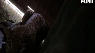 India News | Maharashtra: Leopardess Rescued by Forest Dept Gives Birth to 4 Cubs in Nashik