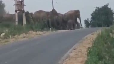 India News | Farmers Distressed as Wild Elephants Create Havoc in Andhra's Chittoor; Karnataka Border Villages on Alert