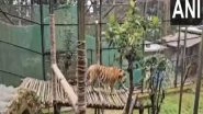 West Bengal: Zoological Park in Darjeeling Gets Two Siberian Tigers Named Lara and Akamas From Cyprus Under Exchange Programme (Watch Video)