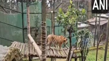 West Bengal: Zoological Park in Darjeeling Gets Two Siberian Tigers Named Lara and Akamas From Cyprus Under Exchange Programme (Watch Video)