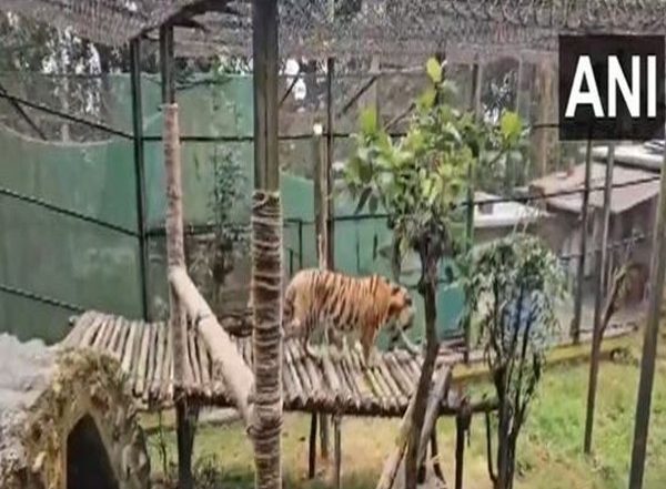 West Bengal: Zoological Park in Darjeeling Gets Two Siberian Tigers Named Lara and Akamas From Cyprus Under Exchange Programme (Watch Video)