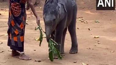 India News | Abandoned Elephant Calf Starts New Life in Kerala's Palakkad