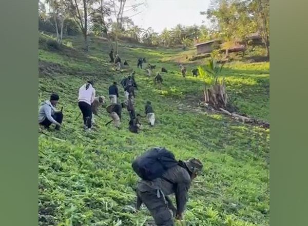 India News | Manipur: Security Forces Destroy 27 Acres of Poppy Plantations in Makui, Langka