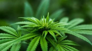 World News | Ukraine Legalises Use of Marijuana to Help Treat Trauma of War