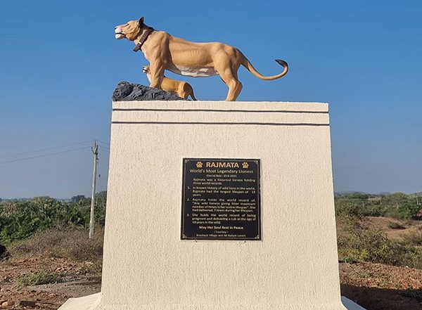 India News | World's Most Legendary Lioness': A Befitting Tribute for Collarwali in Amreli
