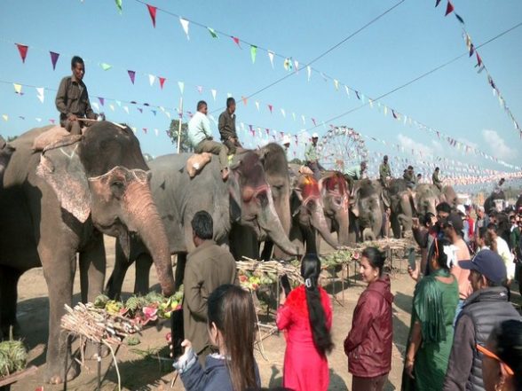 World News | Elephants in Nepal Go for Picnic on Day off - Vimarsana News