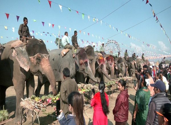 World News | Elephants in Nepal Go for Picnic on Day off