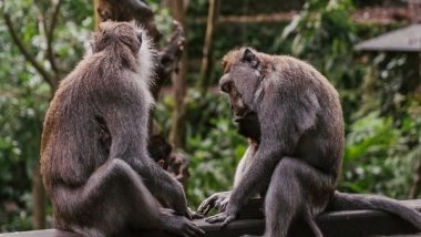 Science News | Apes Can Recognize Friends They Haven't Seen in Decades: Study
