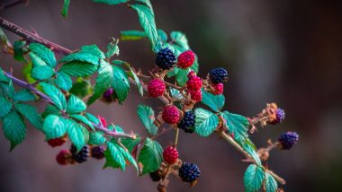 UK Shocker: 14-Year-Old Boy Dies After Consuming Poisonous Berries While Strolling in Park With His Father in Manchester