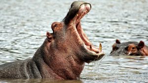Hippo Viral Video: Massive Hippopotamus Charges Tourist Boat in Botswana