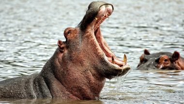 Hippo Attack in Uttar Pradesh: Lucknow Zoo Employee Killed in Attack by Hippopotamus