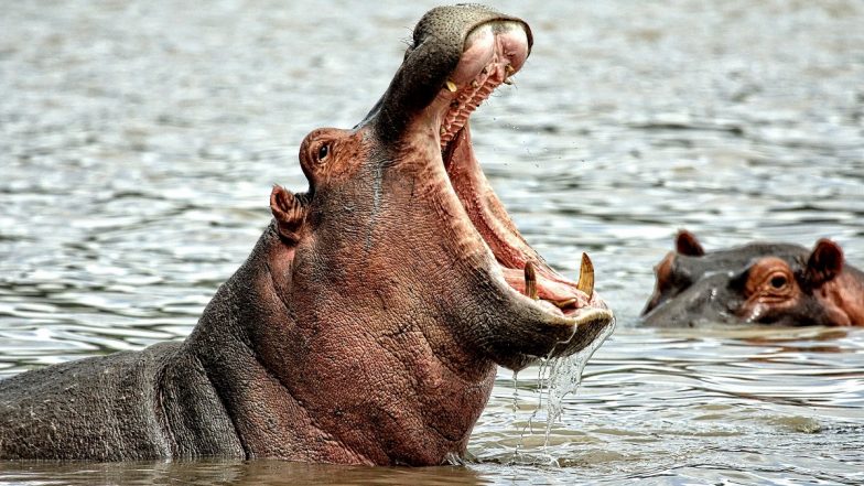 Hippo Viral Video: Massive Hippopotamus Charges Tourist Boat in Botswana