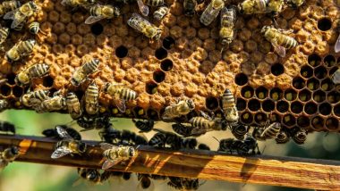 Bee Attack in Uttar Pradesh: Six Labourers Seriously Injured After Swarm of Honeybees Bite Them Near Construction Site in Barabanki