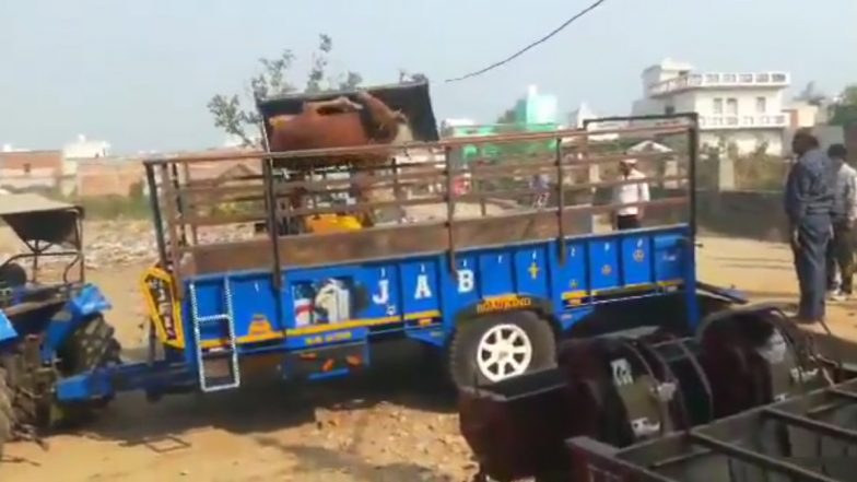 Animal Cruelty in Uttar Pradesh: Cow Scooped Up Using JCB’s Claw, Thrown into Tractor Trolley in Aligarh (Watch Video)