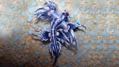 Blue Sea Dragons, Blue Buttons Spotted on Besant Nagar Beach, Warning Issued For Beachgoers as Venomous Sea Creatures Wash Ashore in Chennai After Floods
